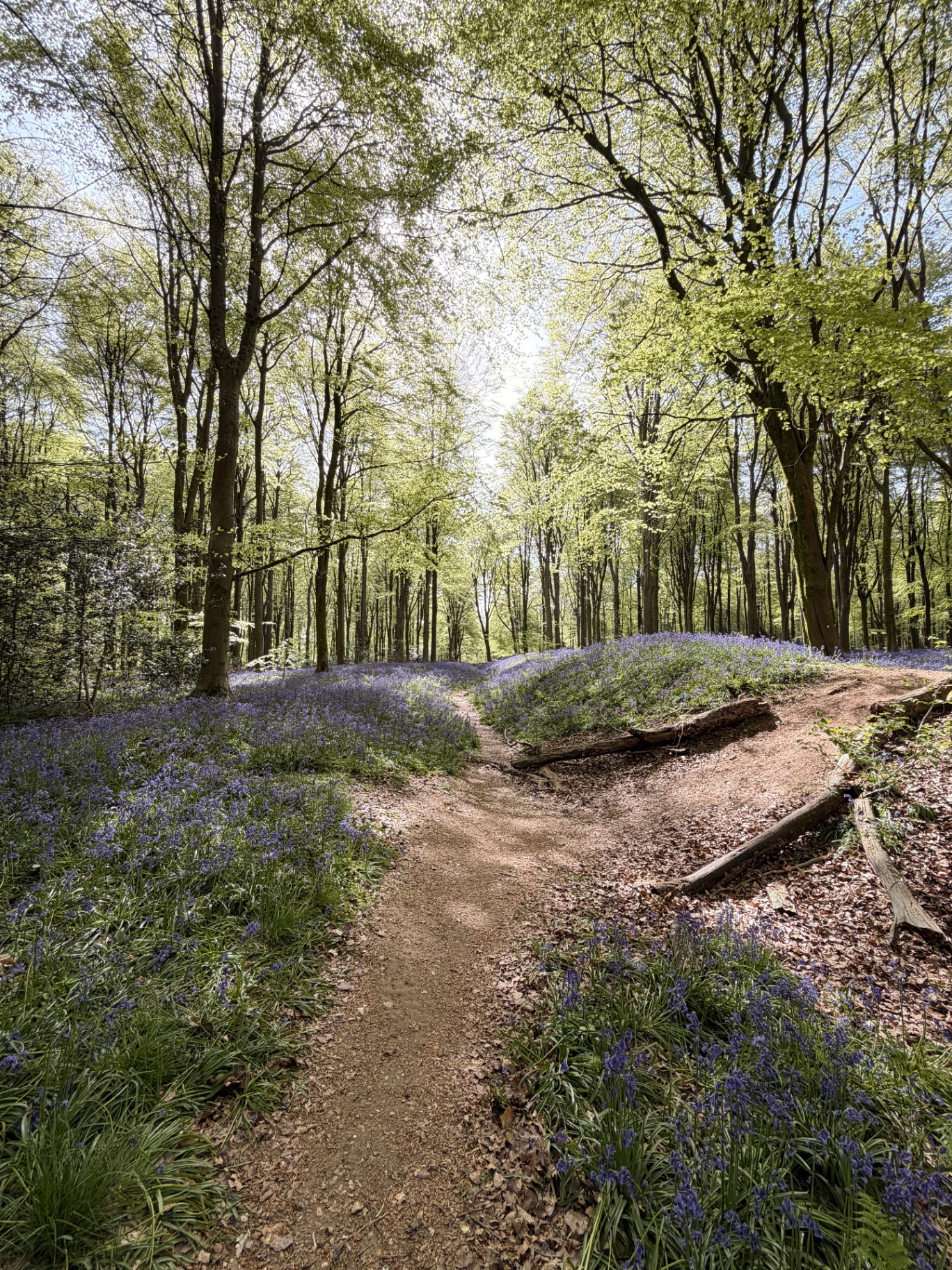 Bluebell wood in soft spring light